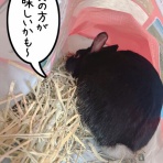 はじめてのうさぎ