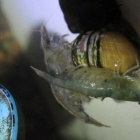 ミナミヌマエビの飛び出し死について 原因と対策 虎ノ門虎之助のベランダ ラボラトリー Ft メダカ