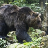 ヒグマ vs あらゆる身体能力世界一を併せ持つ人間