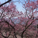 『筑波山梅林から筑波山、上曽峠、真壁城跡へ』の画像