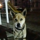 仲良しシェルティーとチワワ