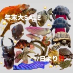 ノーザンみしま（Norzan Mishima）最新入荷情報