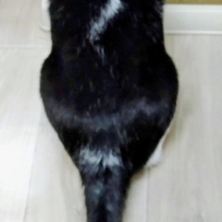 公園のネコたち