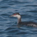 ミミカイツブリ成鳥冬羽’２５ Horned Grebe