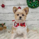 トリミング🐶✂️