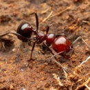 アリの巣で見つけたアフリカのシミ