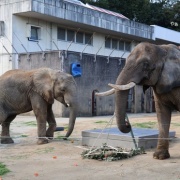 クリスマスリースのプレゼント　（２）
