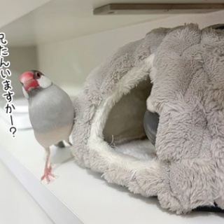 ブンチョ日誌