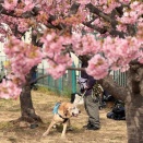 ロンさんの、お花見2026 2026.2.23 今年も来れたね