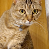 『【猫】うちの御猫様。 Xperia1vii』の画像