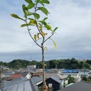 バオバブの植え替え