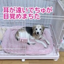 リアタイ話！爆音カミナリと線状降水帯なう