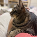 猫がくる