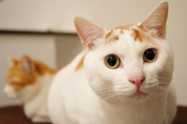 ペット速報 犬画像 猫画像 動物画像まとめ