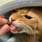 ねこかます