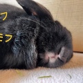 自由気ままに。