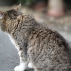 『猫KANLAN＆今後のブログ更新について　2024/05/23』の画像