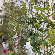 ＊バラの強い生命力に改めて感動した朝