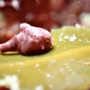 3月28日　この週末はダンゴウオ日和