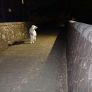 エリーに先導されて走ります