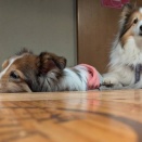 ピザ屋のチーズカフェ