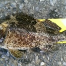 真冬のライト五目