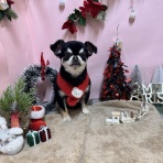 ペットショップワンラブ　カインズ北本店　スタッフブログ　埼玉県北本市