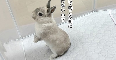 うさぎのルリ(7/11追記)