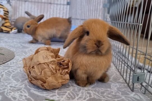 うのくらし ミニロップ