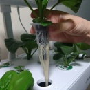 水耕栽培で古い株を入れ替えるタイミング判断ガイド 収穫量を落とさない更新方法