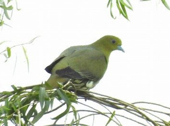 2026年6月7日の野鳥公園