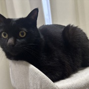 【猫写真】リラックス中のシニア猫