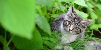 我が家の妻には動物が全く懐かない。怖い顔をしているわけでも、威圧感があるわけでもないのに…