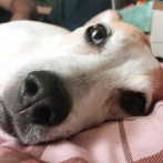 【警告】鬱病における『ダルさ』の真実がこれ