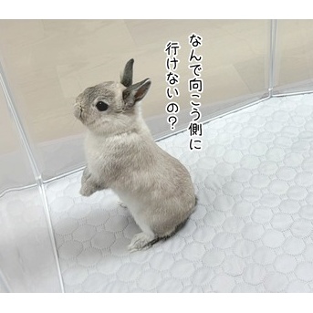 うさぎのルリ(7/11追記)