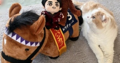 ドウデュースのぬいぐるみよりも猫が気になったもの