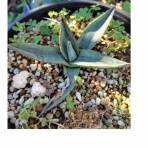 アガベブログ・サイタマ