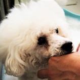 『光マイクロバブルフォームとは何か（6250回記念）（4）』の画像