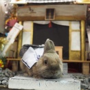 1月19日のグルーミングフォト