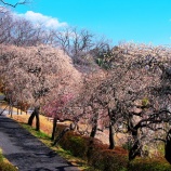 『2026.2『半田山植物園の 梅 』岡山市北区法界院』の画像