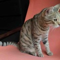 弱肉強食ならぬ弱猫強猫