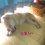 ワンコの仮宿主