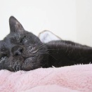 ロ－テ－ションで