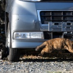 猫写真家・沖 昌之のブログ　野良ねこちゃんねる。　
