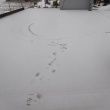 今朝はうっすら積雪あり