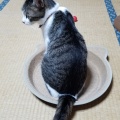 タラーン