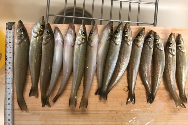 ｍａｔｕのキス釣り散歩