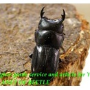 〇雅安D.カツラ♂単品＼(^o^)／