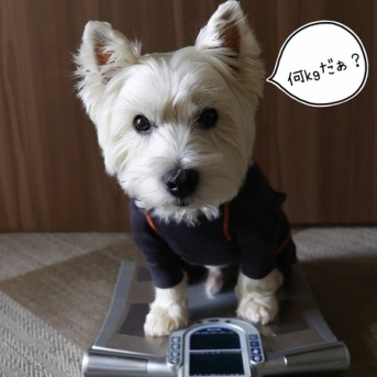 ドライフードに戻して一か月。体重は？