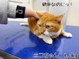 ウチの子ワクチンデー。